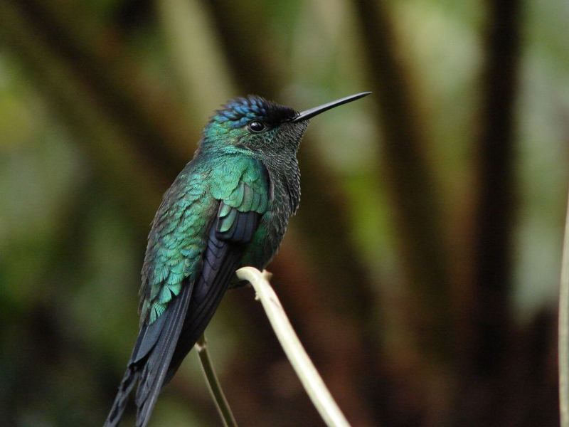 Beija Flor