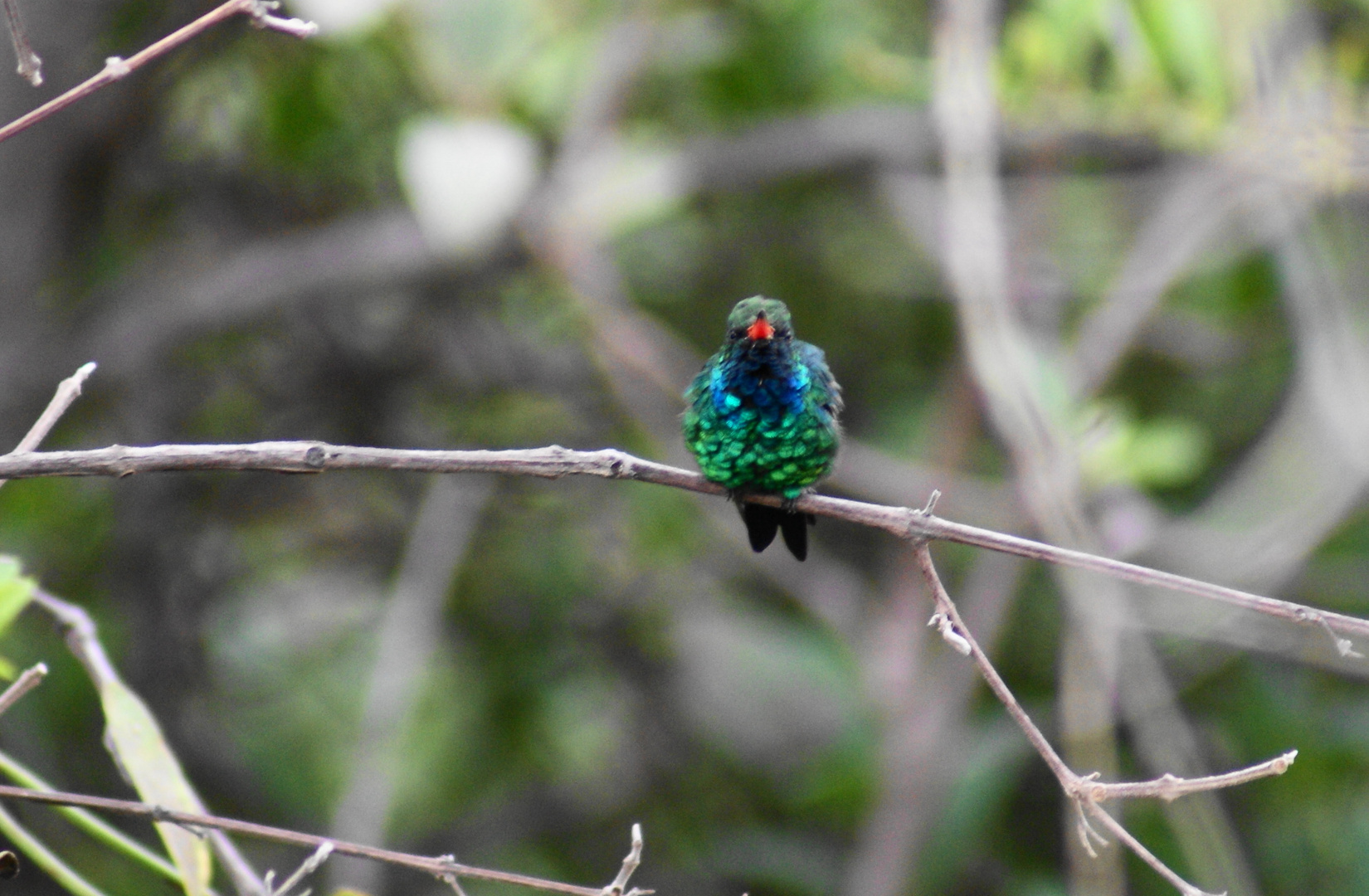 Beija Flor (hummingbird)