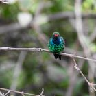 Beija Flor (hummingbird)