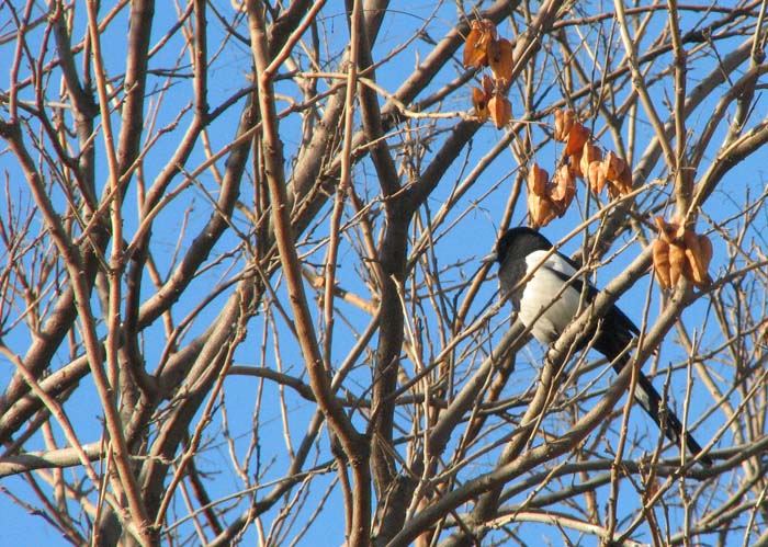 Beijing Bird