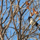 Beijing Bird