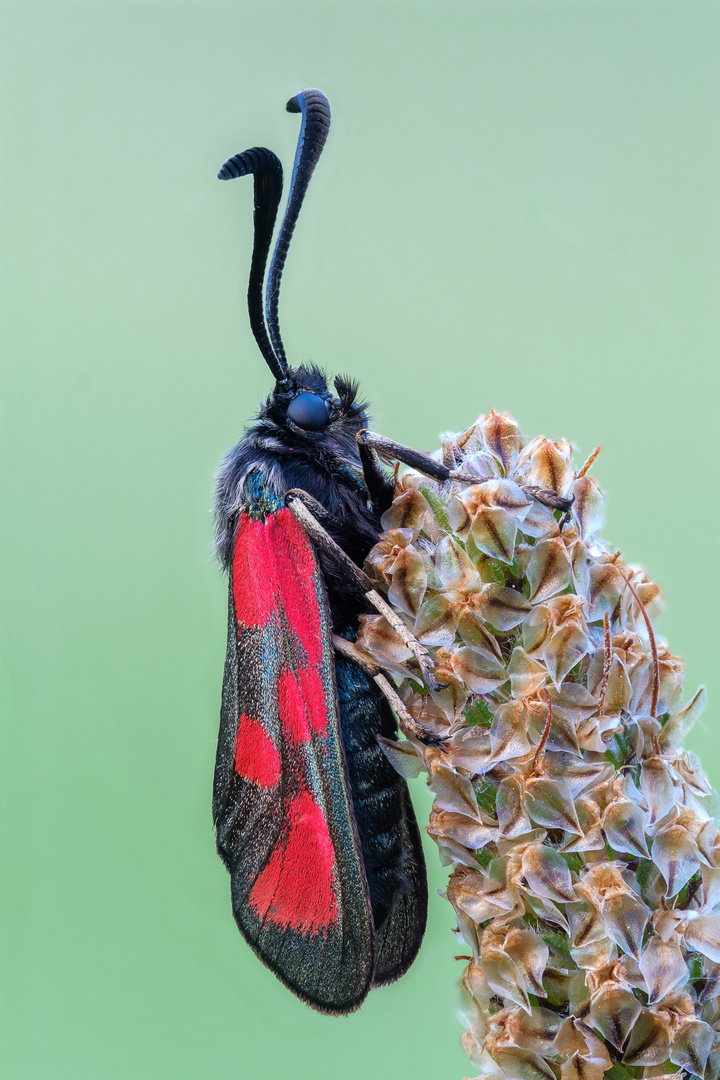 Beilfleck-Rotwidderchen (Zygaena loti) 