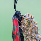 Beilfleck-Rotwidderchen (Zygaena loti) 