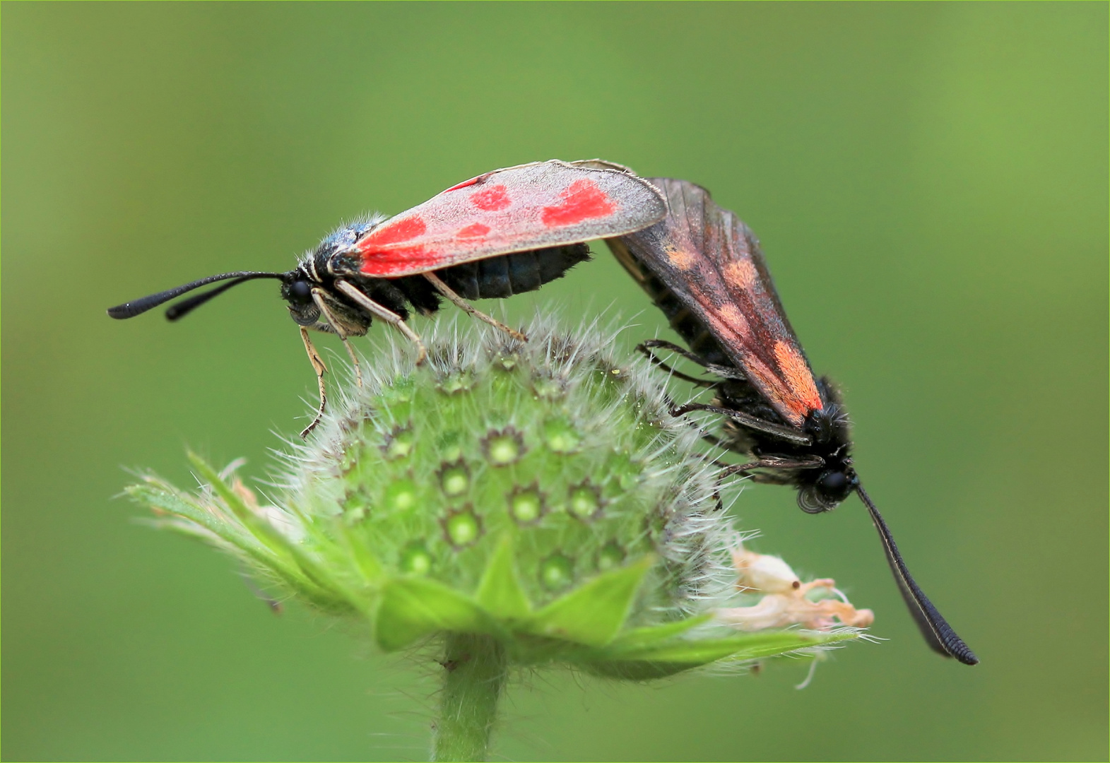 Beilfleck-Rotwidderchen (Zygaena loti).