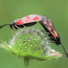 Beilfleck-Rotwidderchen (Zygaena loti).