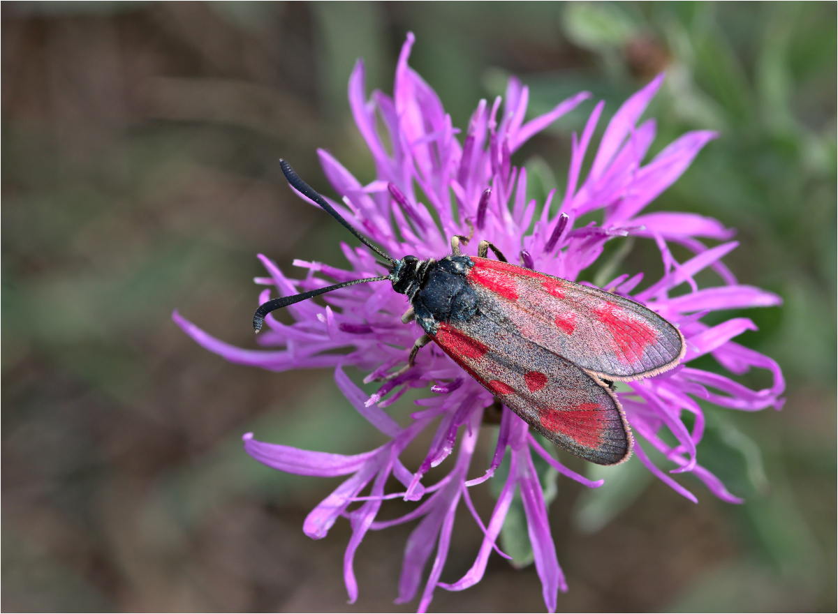 Beilfleck-Rotwidderchen (Zygaena loti)