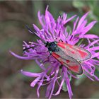 Beilfleck-Rotwidderchen (Zygaena loti)