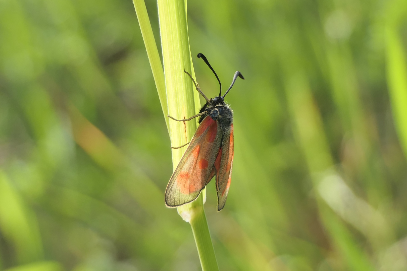 Beilfleck-Rotwidderchen (Zygaena loti)