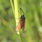 Beilfleck-Rotwidderchen (Zygaena loti)