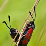 Beilfleck - Widderchen bei der Paarung