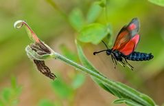 "Beilfleck-Widderchen" 