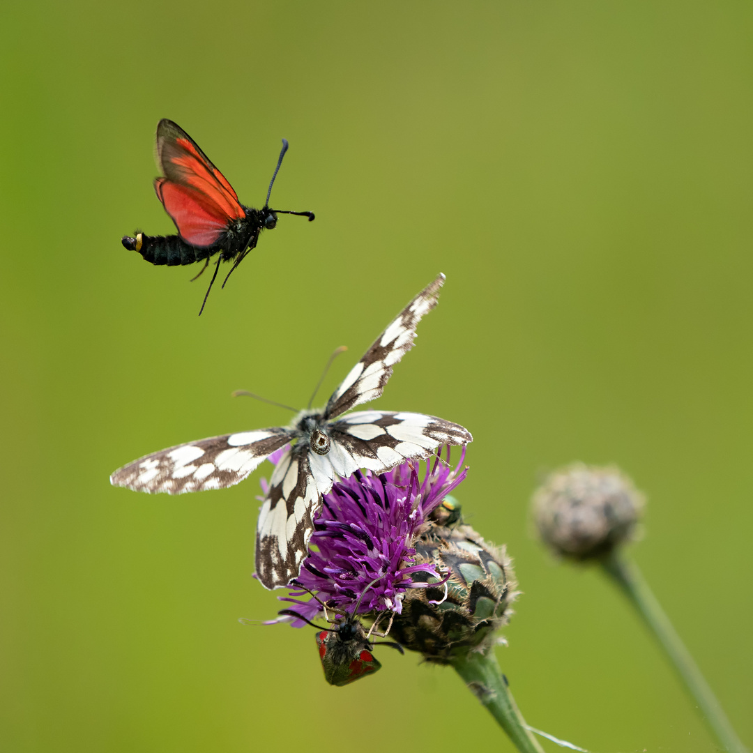 Beilfleck Widderchen Flug