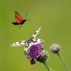 Beilfleck Widderchen Flug