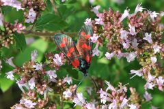 Beilfleck-Widderchen (Zygaena loti)