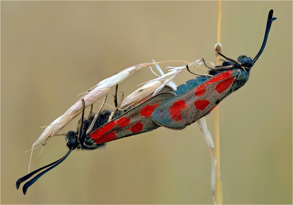 Beilfleck-Widderchen · Zygaena loti