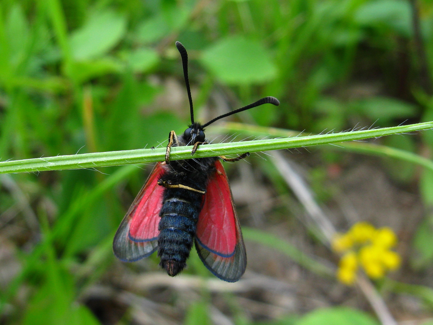 Beilfleck-Widderchen (Zygaena loti)