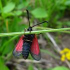 Beilfleck-Widderchen (Zygaena loti)