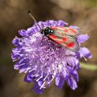  Beilfleck-Widderchen ( Zygaena loti )