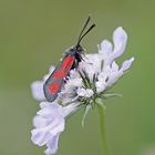 Beilfleck-Widderchen (Zygaena loti)