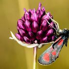 Beilfleck-Widderchen (Zygaena loti)