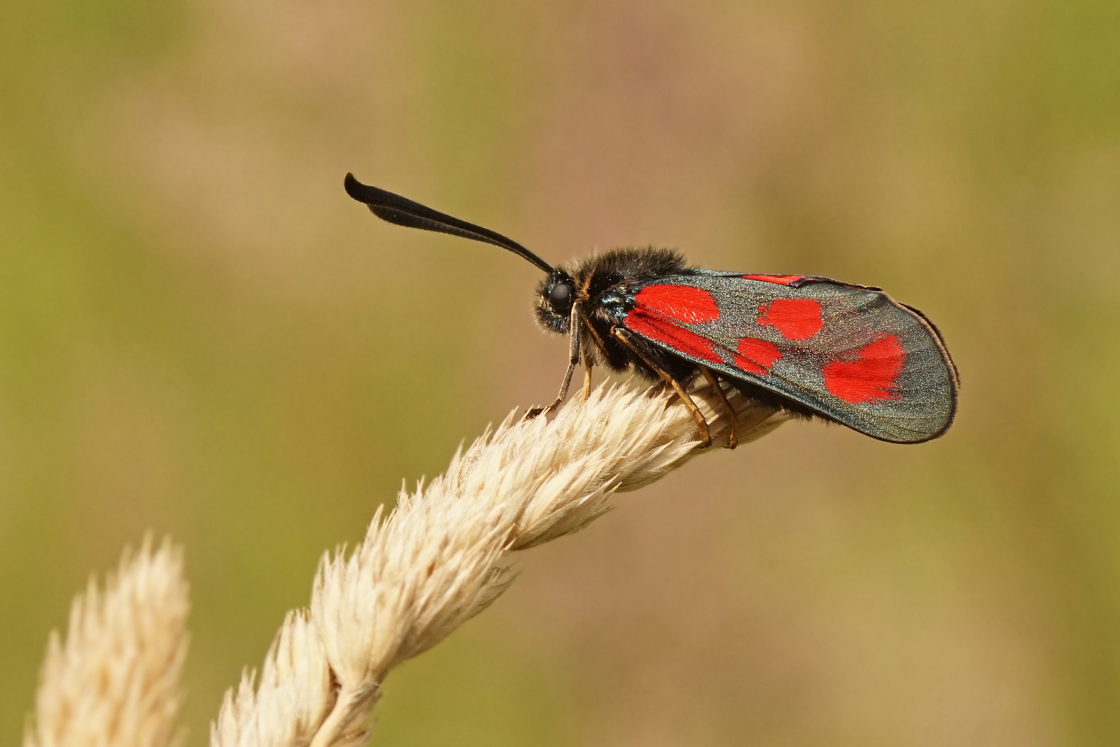 Beilfleck-Widderchen (Zygaena loti)