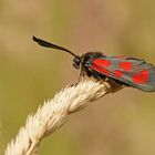 Beilfleck-Widderchen (Zygaena loti)