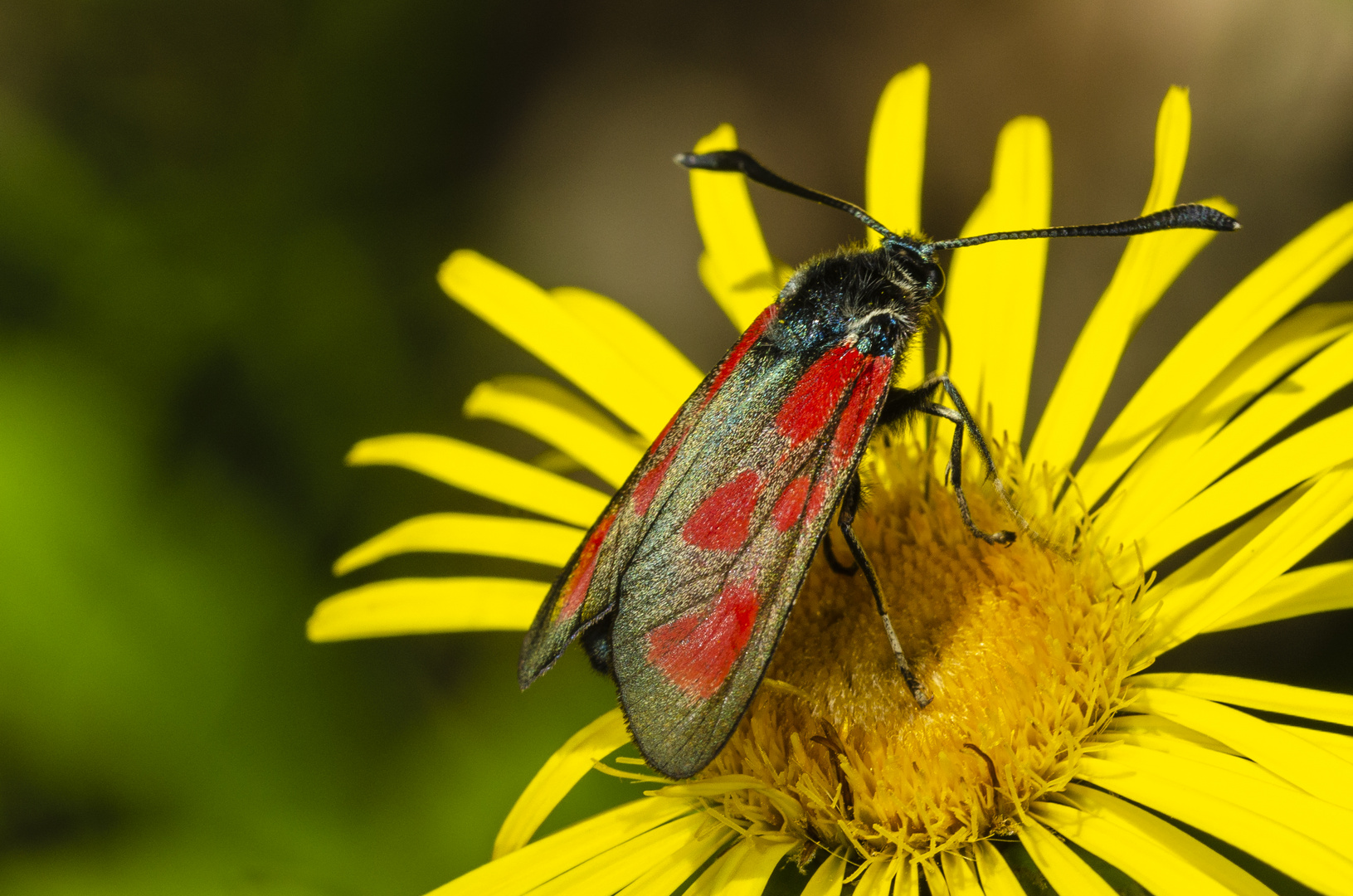 Beilfleck-Widderchen (Zygaena loti)