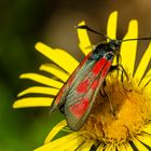 Beilfleck-Widderchen (Zygaena loti)