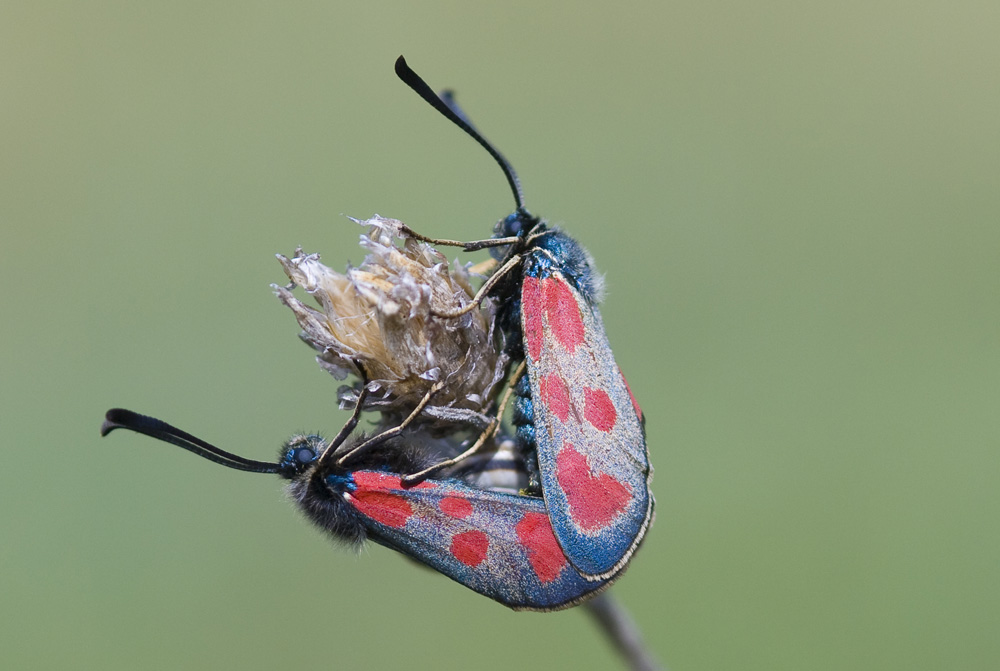 Beilfleck-Widderchen (Zygaena loti)