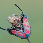 Beilfleck-Widderchen (Zygaena loti)