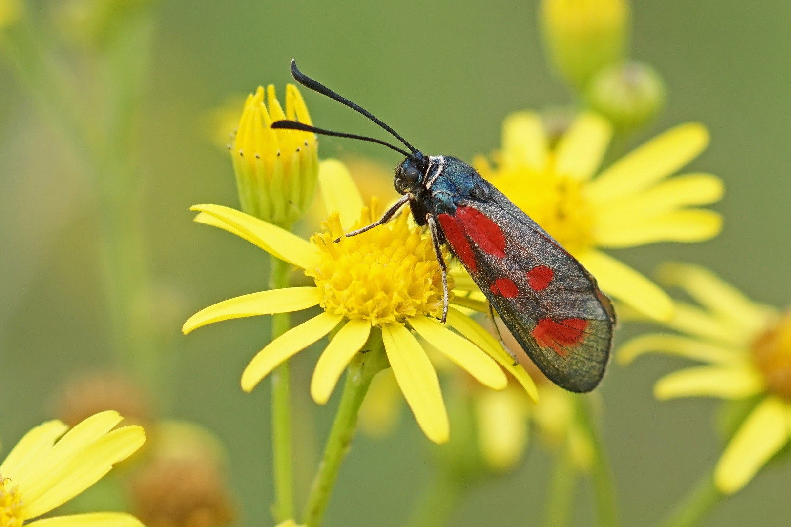 Beilfleck-Widderchen (Zygaena loti)