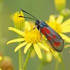 Beilfleck-Widderchen (Zygaena loti)