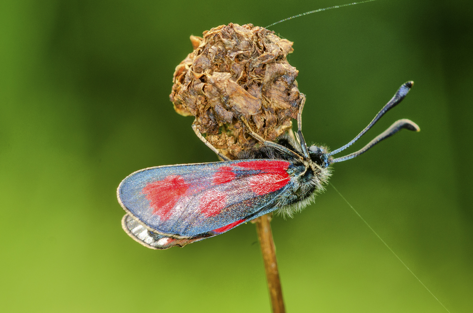 Beilfleck-Widderchen (Zygaena loti)