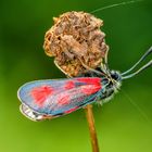 Beilfleck-Widderchen (Zygaena loti)