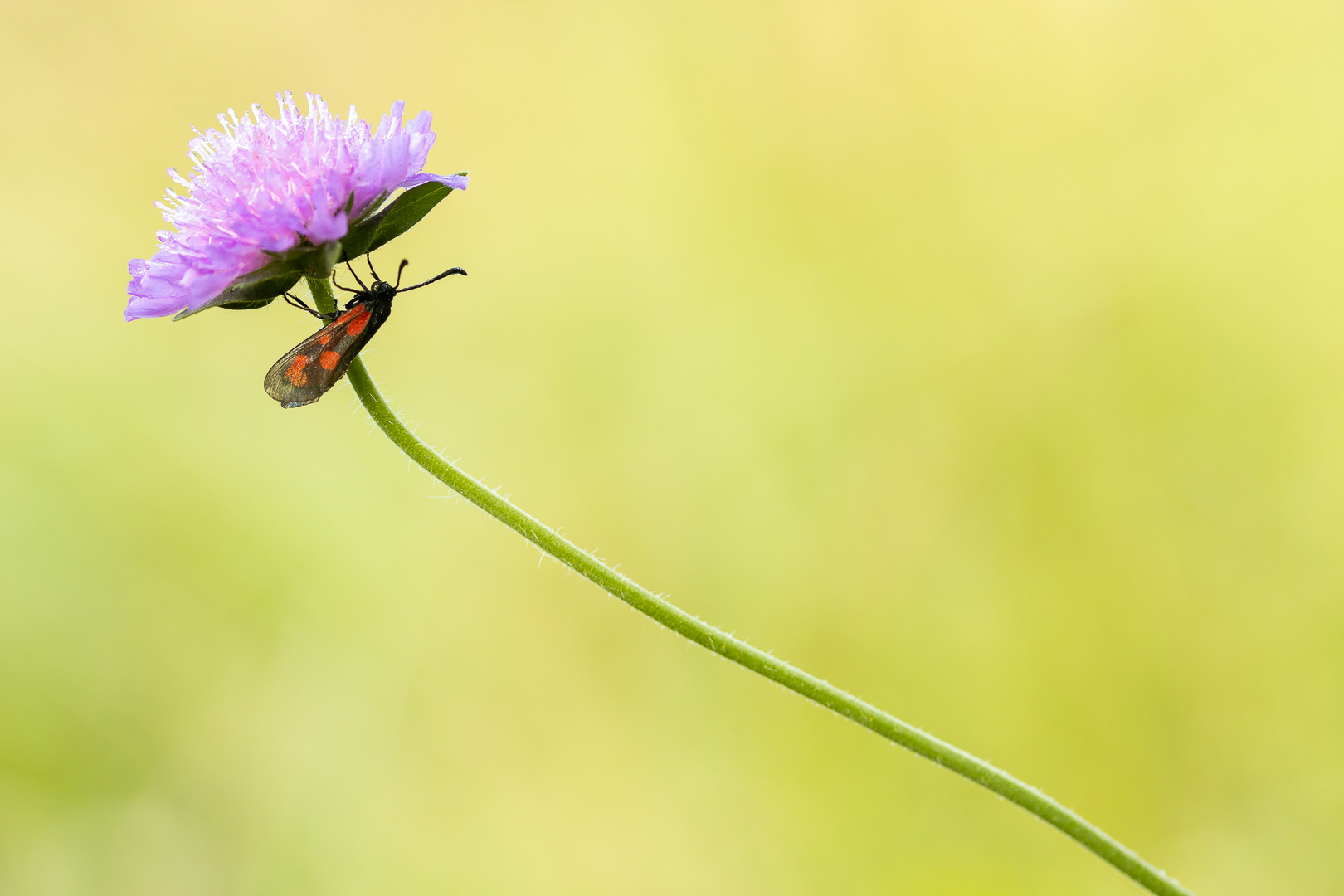 Beilfleck-Widderchen - Zygaena loti