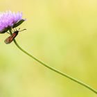 Beilfleck-Widderchen - Zygaena loti