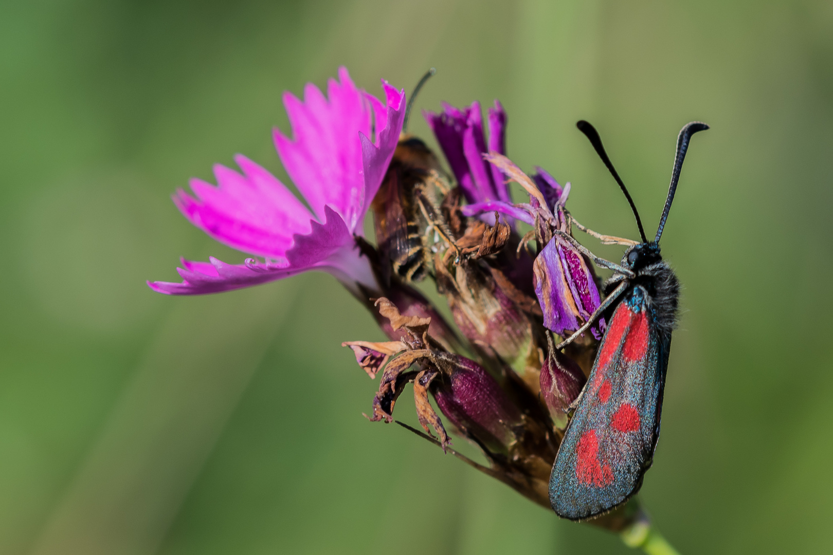 Beilfleck-Widderchen, (Zygaena loti) auf Kartäusernelke