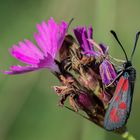 Beilfleck-Widderchen, (Zygaena loti) auf Kartäusernelke