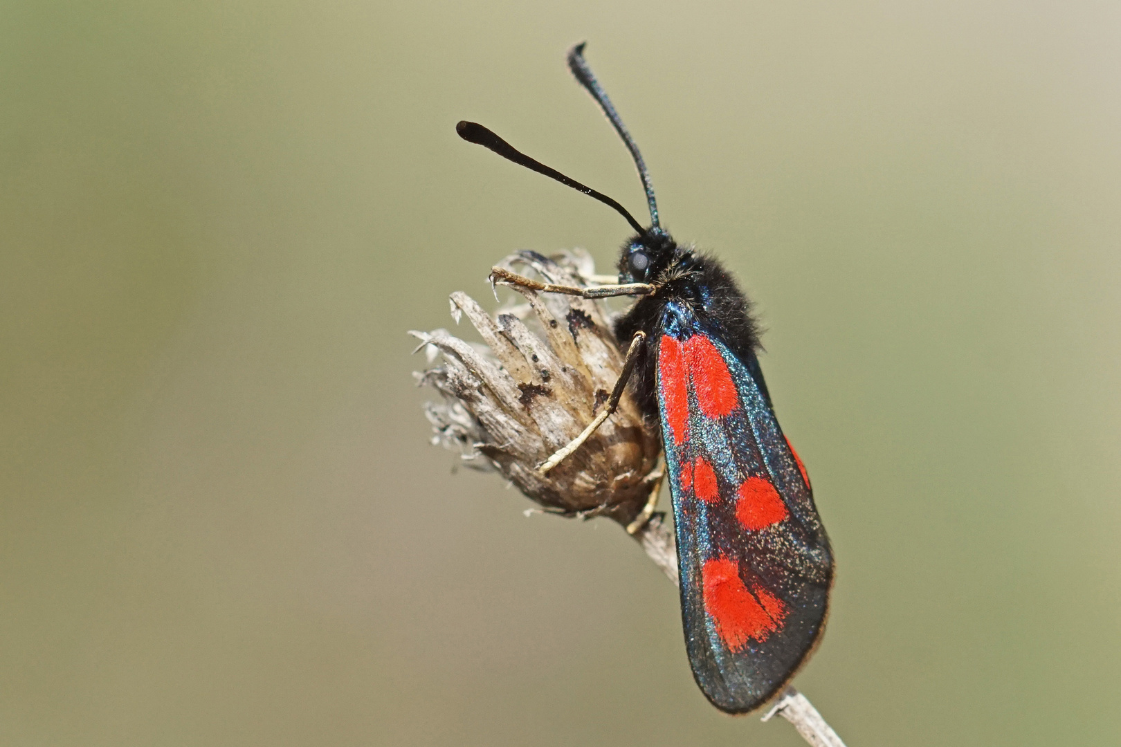 Beilfleck-Widderchen (Zygaena loti)