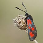 Beilfleck-Widderchen (Zygaena loti)