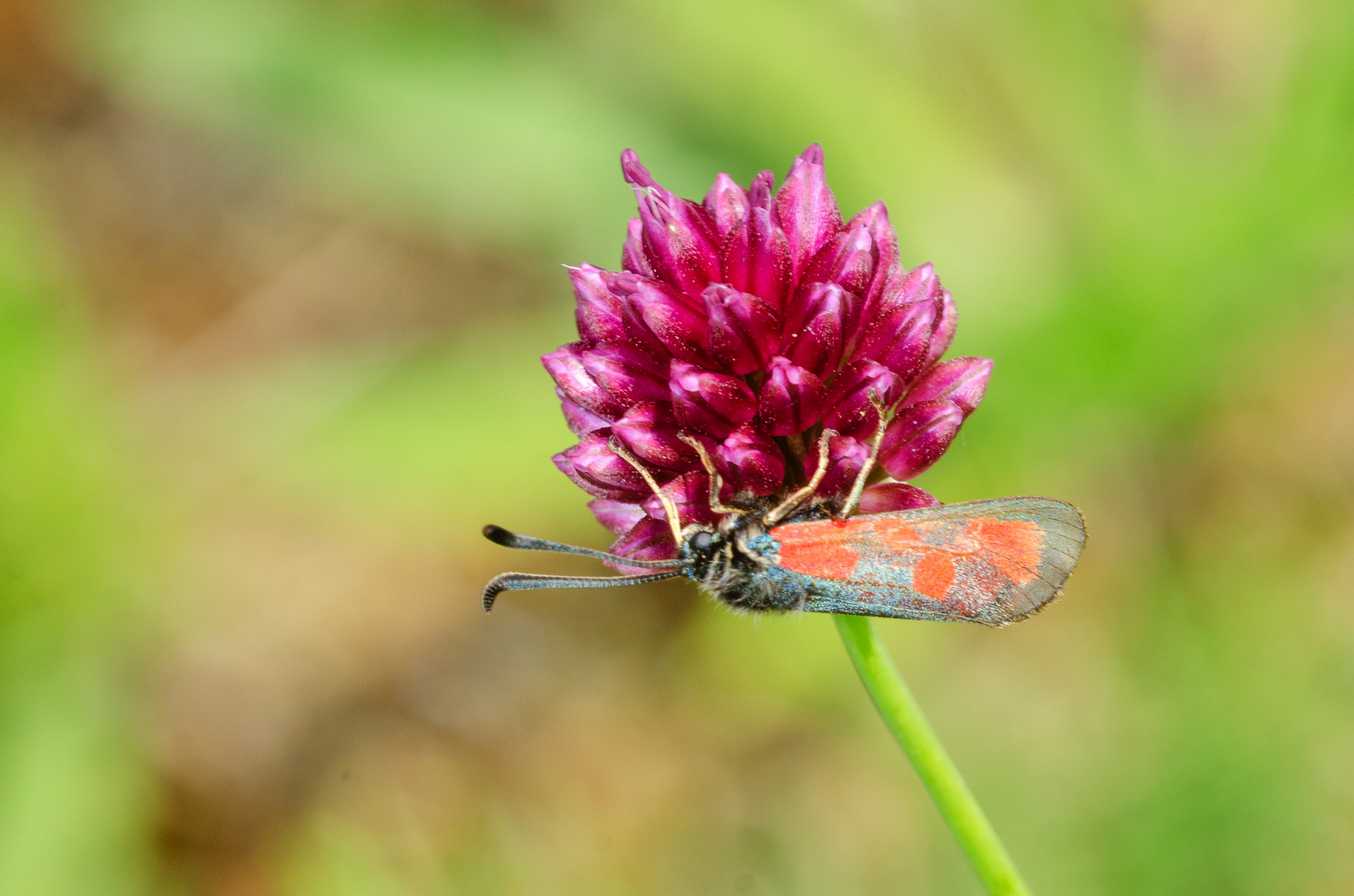 Beilfleck-Widderchen (Zygaena loti)