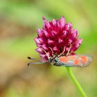 Beilfleck-Widderchen (Zygaena loti)