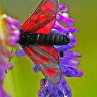 Beilfleck-Widderchen (Zygaena loti)