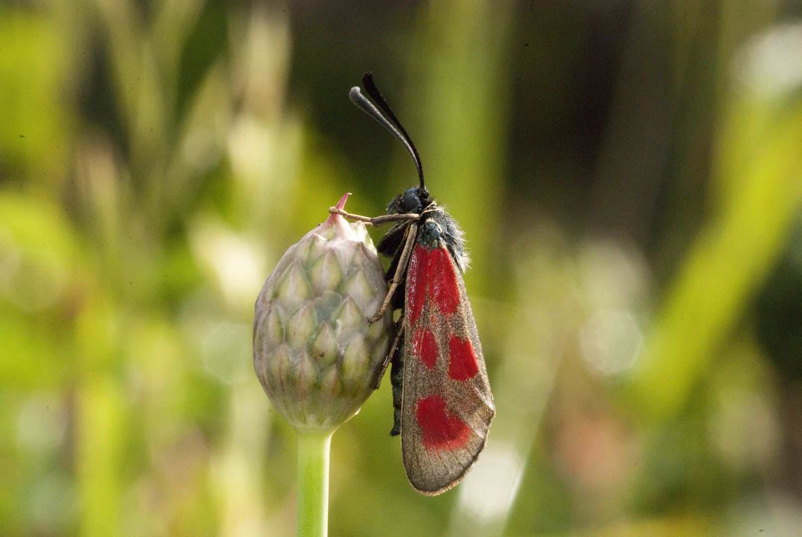 Beilfleck-Widderchen (Zygaena loti)