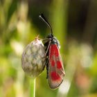 Beilfleck-Widderchen (Zygaena loti)