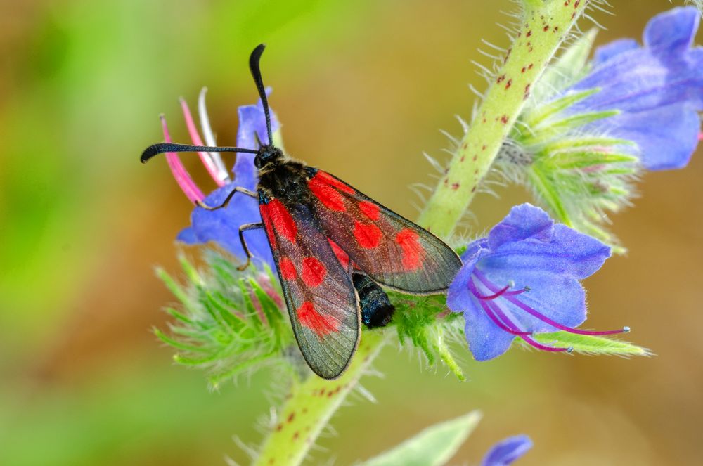 Beilfleck-Widderchen (Zygaena loti)