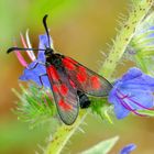 Beilfleck-Widderchen (Zygaena loti)