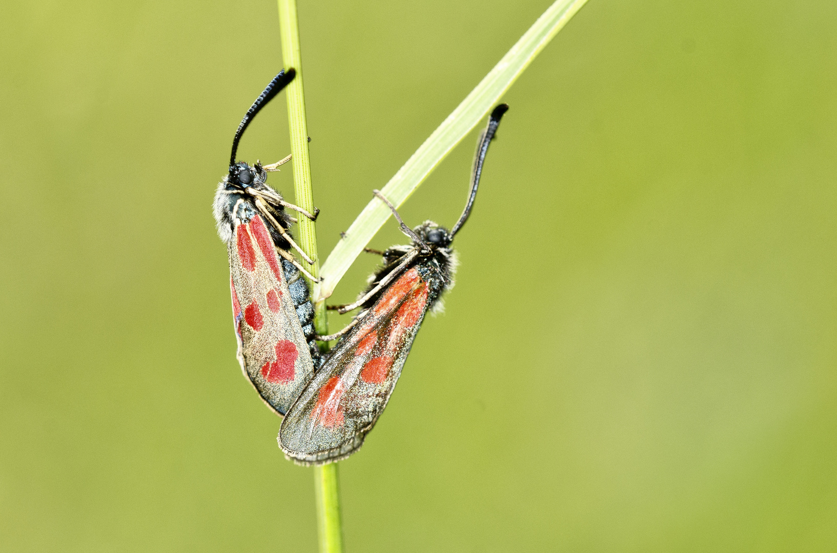 Beilfleck-Widderchen (Zygaena loti)