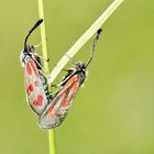 Beilfleck-Widderchen (Zygaena loti)