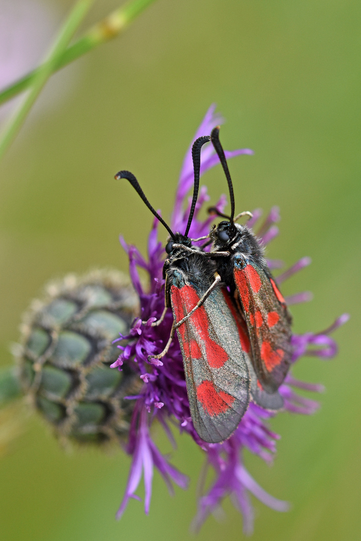 Beilfleck-Widderchen (Zygaena loti) hoch 2